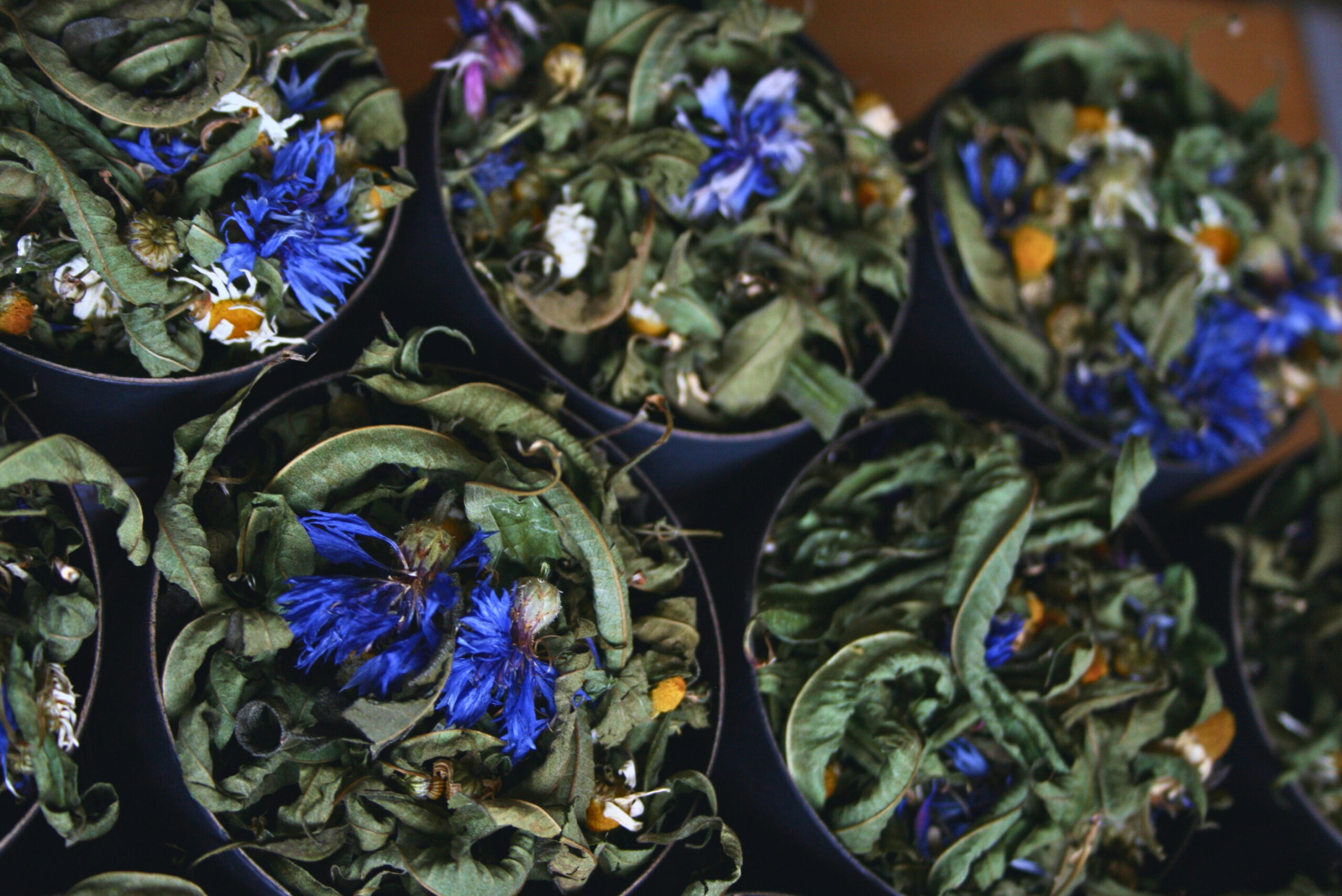 fonds tisanes plantes