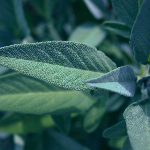 Sauge Officinale