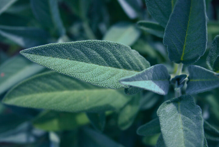 Sauge Officinale