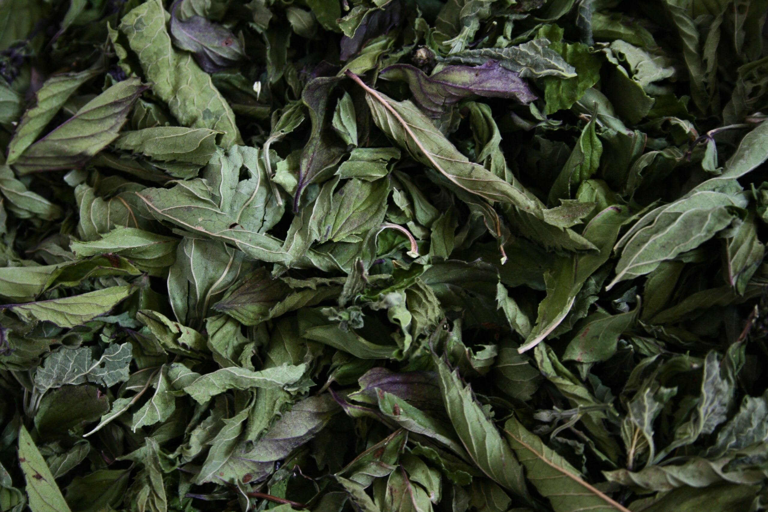 Menthe