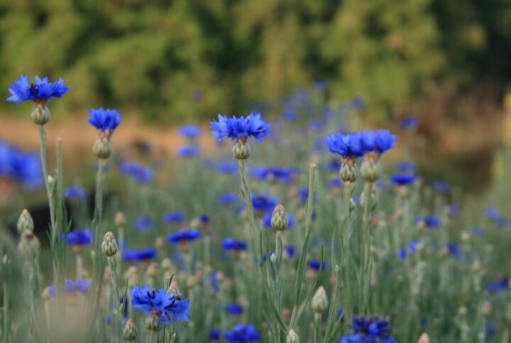 Bleuet