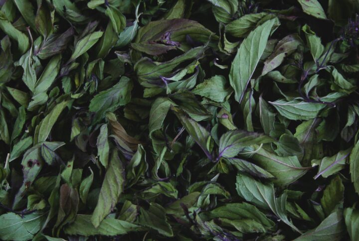 Menthe Poivrée
