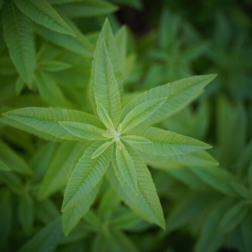 Verveine odorante