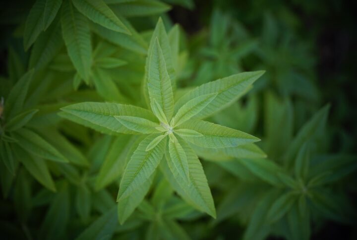 Verveine odorante
